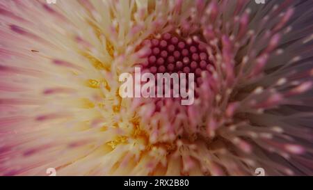 New Mexico Thistle con un insetto solitario in piena fioritura dopo le piogge primaverili nel deserto di Sonora. Uno studio macro. Foto Stock