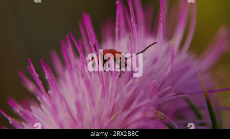 Cardo del deserto con un coleottero blister, un impollinatore essenziale. Uno studio macro. Foto Stock