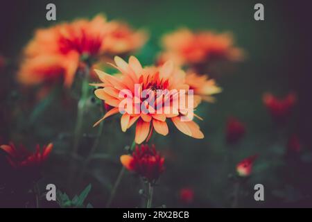 Le dalie arancioni che fioriscono sui loro steli in una serata estiva in un giardino. La bellezza della flora della natura, i colori vivaci e l'importanc Foto Stock