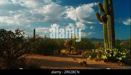 Ricca varietà di cactus, cactus e succulenti del deserto di Sonora in un bellissimo pomeriggio di tarda estate. Foto Stock