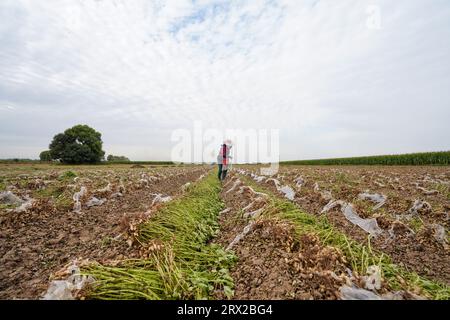 Contea di Luannan, Cina - 19 settembre 2022: Gli agricoltori raccolgono le arachidi nei terreni agricoli, nella Cina settentrionale Foto Stock