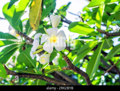 Fiori bianchi Plumeria che crescono su un ramo di albero tropicale. Profumata pianta di Frangipani fiorita nel soleggiato giardino tropicale estivo. Yellow Melia, Hawa Foto Stock