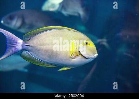 Pesce surgeo pinna gialla che nuota in mare. Il pesce acanthurus xanthopterus nuota in acquario. Colorato Cuviers Surgeon fish in profondo oceano, vista laterale Foto Stock