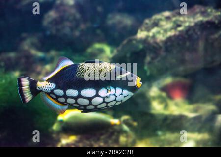 Big Clown Triggerfish che nuota nell'acquario. Pesci pagliaccio colorati o pesci tropici marini Balistoides conspicillum nuotano nell'oceano profondo, vista laterale Foto Stock