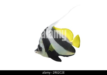 Pesce striscione a pinna lunga isolato su sfondo bianco. Icona di ritaglio di pesce Heniochus acuminatus. Elemento ritagliato pennant corallino o Coachman per il design, laterale Foto Stock