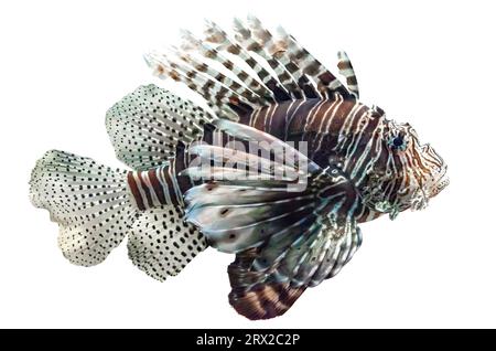 Pesce fuoco del diavolo isolato su sfondo bianco. Pterois Miles, pesce tropicale che nuota, è un'icona unica. Elemento di design comune con ritaglio Lionfish, vista laterale Foto Stock