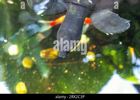 La tartaruga grigia con il naso del maiale nuota nel lago. Mosca tartaruga di fiume o carettochelys insculta con gusci morbidi che nuotano in acque poco profonde fresche, concentrazione selettiva Foto Stock