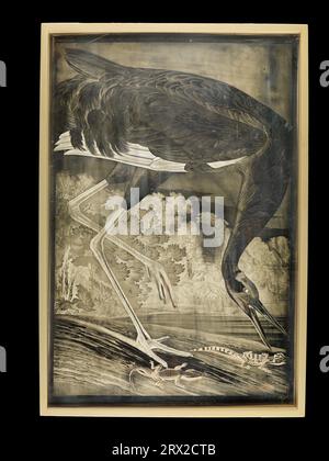 Piatto, utilizzato per stampare "Birds of America" No. 46 di Audubon, piatto CCXXVI, "Whooping Crane, Grus americana". GA*16984. Foto Stock