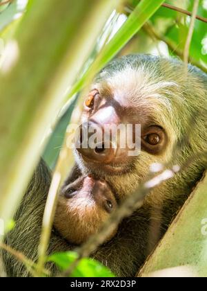 Una madre adulta e il bradipo a due dita di Hoffmann (Choloepus hoffmanni) in un albero a Playa Blanca, Costa Rica, America centrale Foto Stock