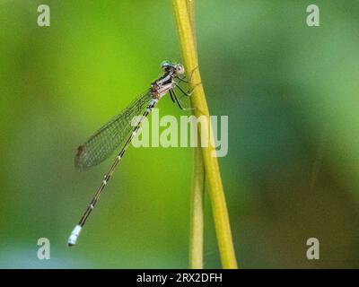 Una danzatrice viola adulta damselfly (Argia pulla) arroccata su un albero a Playa Blanca, Costa Rica, America centrale Foto Stock