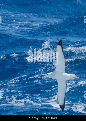 Un albatro adulto (Diomedea Exulans) in volo nel Drake Passage, Argentina, Sud America Foto Stock