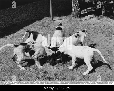 Negli anni '1950 Cinque cani mangiano cibo dalla stessa ciotola e sembrano andare molto d'accordo. Svezia 1957 Foto Stock