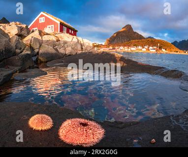 Anemoni di mare colorati su rocce che incorniciano una capanna di pescatori solitaria all'alba, Reine, Isole Lofoten, Nordland, Norvegia, Scandinavia, Europa Foto Stock