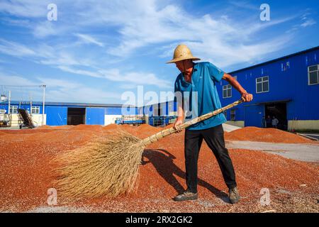 Contea di Luannan, Cina - 24 settembre 2022: Gli agricoltori stanno ripulendo il sorgo che si sta asciugando nel cortile, nella Cina settentrionale Foto Stock
