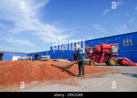 Contea di Luannan, Cina - 24 settembre 2022: Gli agricoltori stanno ripulendo il sorgo che si sta asciugando nel cortile, nella Cina settentrionale Foto Stock