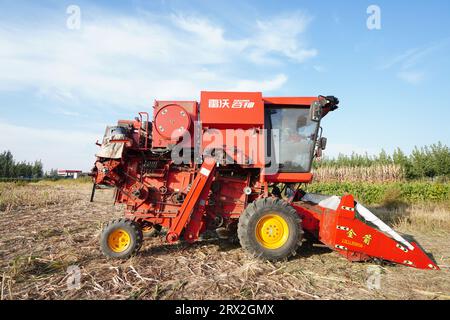 Contea di Luannan, Cina - 24 settembre 2022: La mietitrice nei terreni agricoli è pronta al lavoro, nella Cina settentrionale Foto Stock