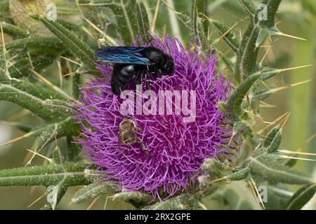 Violet Carpenter Bee (Xylocopa violacea) with a Coaast Leafcutter Bee on Thistle Flower Pyrenees Spain ES agosto 2023 Foto Stock