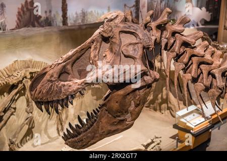 Scheletro fossilizzato di un dinosauro in mostra in un museo di paleontologia. Foto Stock