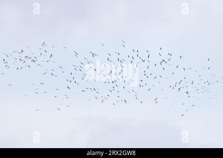 Cicogna bianca (Ciconia ciconia) migrante gregge su Pau Francia agosto 2023 Foto Stock