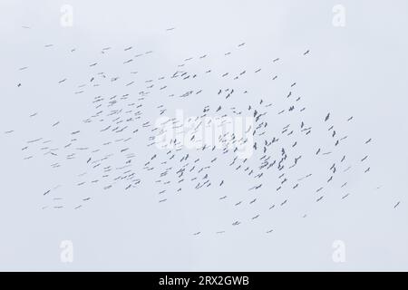 Cicogna bianca (Ciconia ciconia) migrante gregge su Pau Francia agosto 2023 Foto Stock