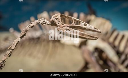 Scheletro fossilizzato di un dinosauro in mostra in un museo di paleontologia. Foto Stock