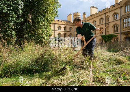 Il giardiniere del Trinity Dr Jo Miles scythes fiori selvatici nel Meadow Circle presso la New Court del Trinity College di Cambridge, risalente al XIX secolo. La falciatura, o falciatura, è una tradizione secolare che si ritiene sia stata praticata a Trinity prima dei rasaerba. Data immagine: Venerdì 22 settembre 2023. Foto Stock