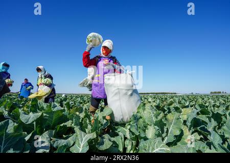 Contea di Luannan, Cina - 10 ottobre 2022: Gli agricoltori stanno raccogliendo cavolfiori nei campi, nella Cina settentrionale Foto Stock