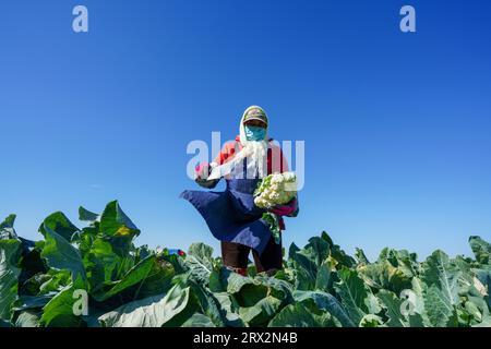 Contea di Luannan, Cina - 10 ottobre 2022: Gli agricoltori stanno raccogliendo cavolfiori nei campi, nella Cina settentrionale Foto Stock