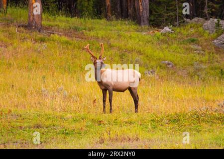 Elk nel Parco Nazionale di Yellowstone Foto Stock