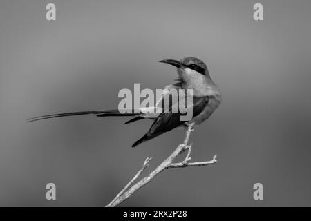 Mangiatore di api mono Southern carmine nelle deviazioni Foto Stock