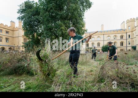 Quattro scythers femminili - giardinieri del Trinity Dr Jo Miles (centro) e Joharna Richards, professoressa del Trinity Marian Holness e capo giardiniere al Clare College Kate Hargreaves - falciarono fiori selvatici nel Meadow Circle presso la New Court del Trinity College di Cambridge. La falciatura, o falciatura, è una tradizione secolare che si ritiene sia stata praticata a Trinity prima dei rasaerba. Data immagine: Venerdì 22 settembre 2023. Foto Stock