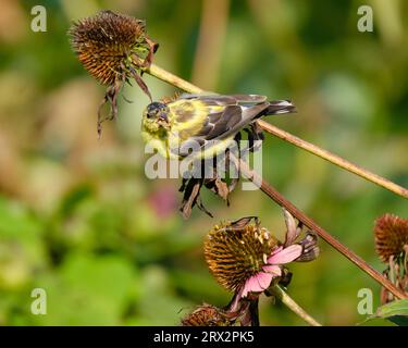 Alla vigilia dell'Equinozio autunnale, un Goldfinch americano maschio, Spinus tristis, che inizia a maltrattarsi al suo piumaggio autunnale-invernale senza riproduzione, mangiando semi di fiori secchi su un brisone soleggiato l'ultima mattina d'estate Foto Stock