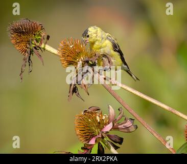 Alla vigilia dell'Equinozio autunnale, un Goldfinch americano maschio, Spinus tristis, che inizia a maltrattarsi al suo piumaggio autunnale-invernale senza riproduzione, mangiando semi di fiori secchi su un brisone soleggiato l'ultima mattina d'estate Foto Stock