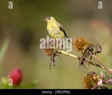 Alla vigilia dell'Equinozio autunnale, un Goldfinch americano maschio, Spinus tristis, che inizia a maltrattarsi al suo piumaggio autunnale-invernale senza riproduzione, mangiando semi di fiori secchi su un brisone soleggiato l'ultima mattina d'estate Foto Stock