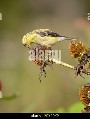 Alla vigilia dell'Equinozio autunnale, un Goldfinch americano maschio, Spinus tristis, che inizia a maltrattarsi al suo piumaggio autunnale-invernale senza riproduzione, mangiando semi di fiori secchi su un brisone soleggiato l'ultima mattina d'estate Foto Stock