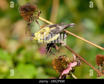 Alla vigilia dell'Equinozio autunnale, un Goldfinch americano maschio, Spinus tristis, che inizia a maltrattarsi al suo piumaggio autunnale-invernale senza riproduzione, mangiando semi di fiori secchi su un brisone soleggiato l'ultima mattina d'estate Foto Stock