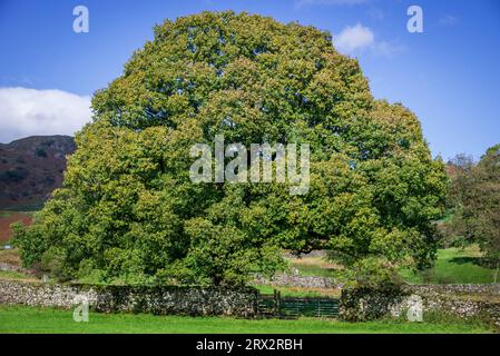 Gigantesco albero di sicomoro nel fondo Waithwaite della valle Elterwater. Foto Stock
