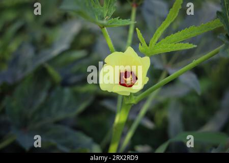 Primo piano del fiore di okra. Bellissimo fiore di okra giallo. Lady Fingers Flower. Fiore giallo di Lady Fingers su Plant. Verdure di okra. Con Selective focu Foto Stock