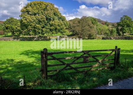 Gigantesco albero di sicomoro nel fondo Waithwaite della valle Elterwater. Foto Stock