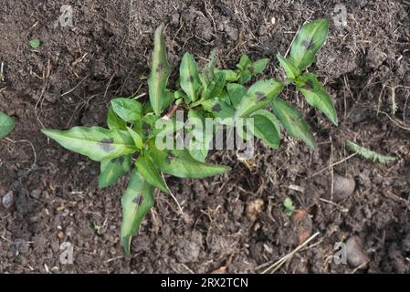 Redshank, pollice della signora maculosa (Persicaria maculosa) giovane, prostrato, annuale, erbacea, erbacea, erbacea, pianta con foglie macchiate nere, Berkshire, giugno Foto Stock