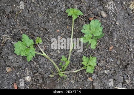 Ranunculus repens (Ranunculus repens) giovane pianta prostrata perenne di piante infestanti con steli rotonosi in un letto di fiori da giardino, giugno Foto Stock