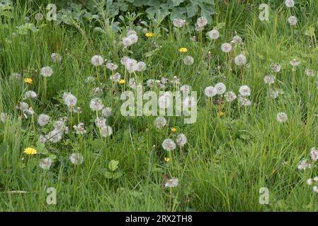 Tarassaco (Taraxacum officinale) teste di pappi soffiati dal vento 'orologi' in pascolo ruvido, Berkshire, maggio Foto Stock