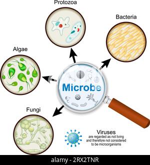 agenti patogeni attraverso una lente d'ingrandimento. Microrganismi. Il microbo è un organismo di dimensioni microscopiche, forma monocellare o come colonia di cellule. Tipi Illustrazione Vettoriale