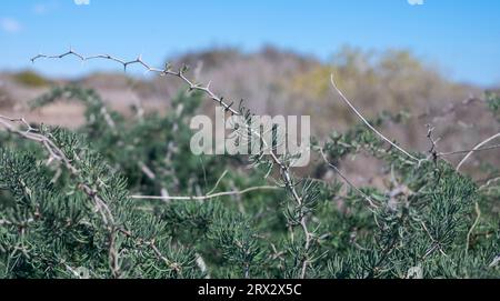 Asparagi albus. Foto scattata nell'isola di Tabarca, provincia di Alicante, Spagna Foto Stock