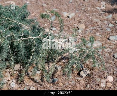 Asparagi albus. Foto scattata nell'isola di Tabarca, provincia di Alicante, Spagna Foto Stock