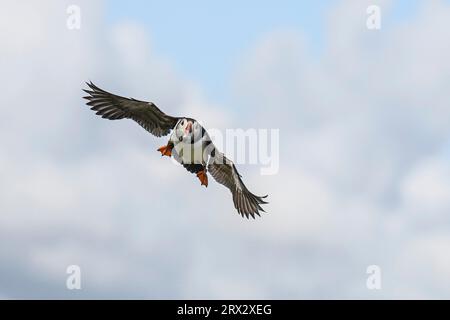 Atlantic Puffin in volo con cicerelli nel becco, Regno Unito, Europa Foto Stock