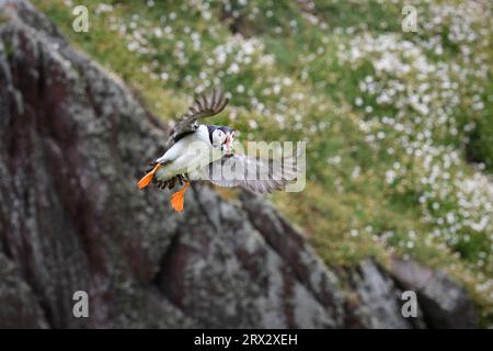 Atlantic Puffin in volo con cicerelli nel becco, Regno Unito, Europa Foto Stock