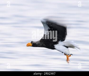 Stellers Sea Eagle (Haliaeetus pelagious), Rausu, Hokkaido, Giappone, Asia Foto Stock