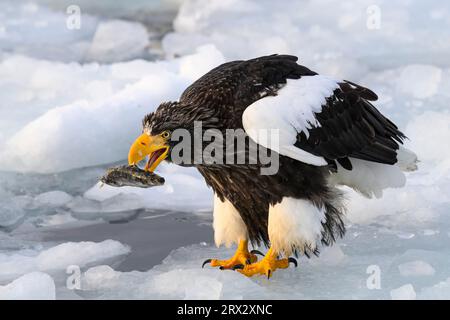 Stellers Sea Eagle (Haliaeetus pelagious), Rausu, Hokkaido, Giappone, Asia Foto Stock