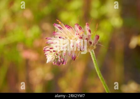 Una Mulla Mulla, Ptilotus sp., che cresce nel Bush di Star Swamp, Perth, Australia Occidentale Foto Stock